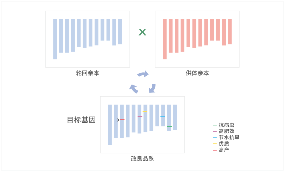品种定向改良